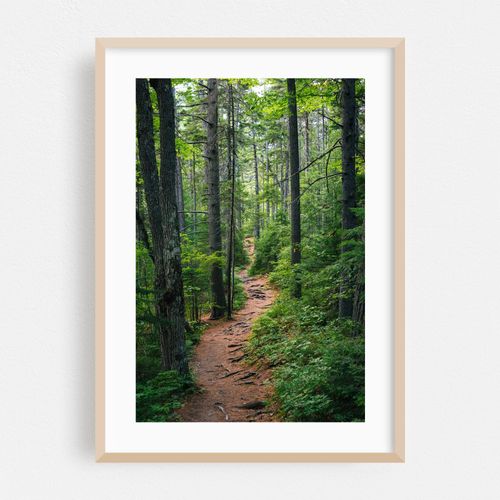 Forest on the Kancamagus Highway