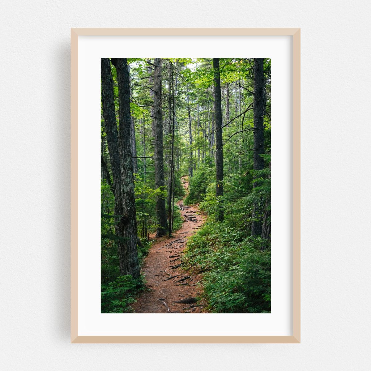Forest on the Kancamagus Highway – image 1 of 16