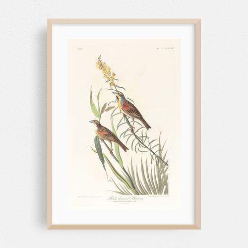 Black-throated bunting (1827–1838)