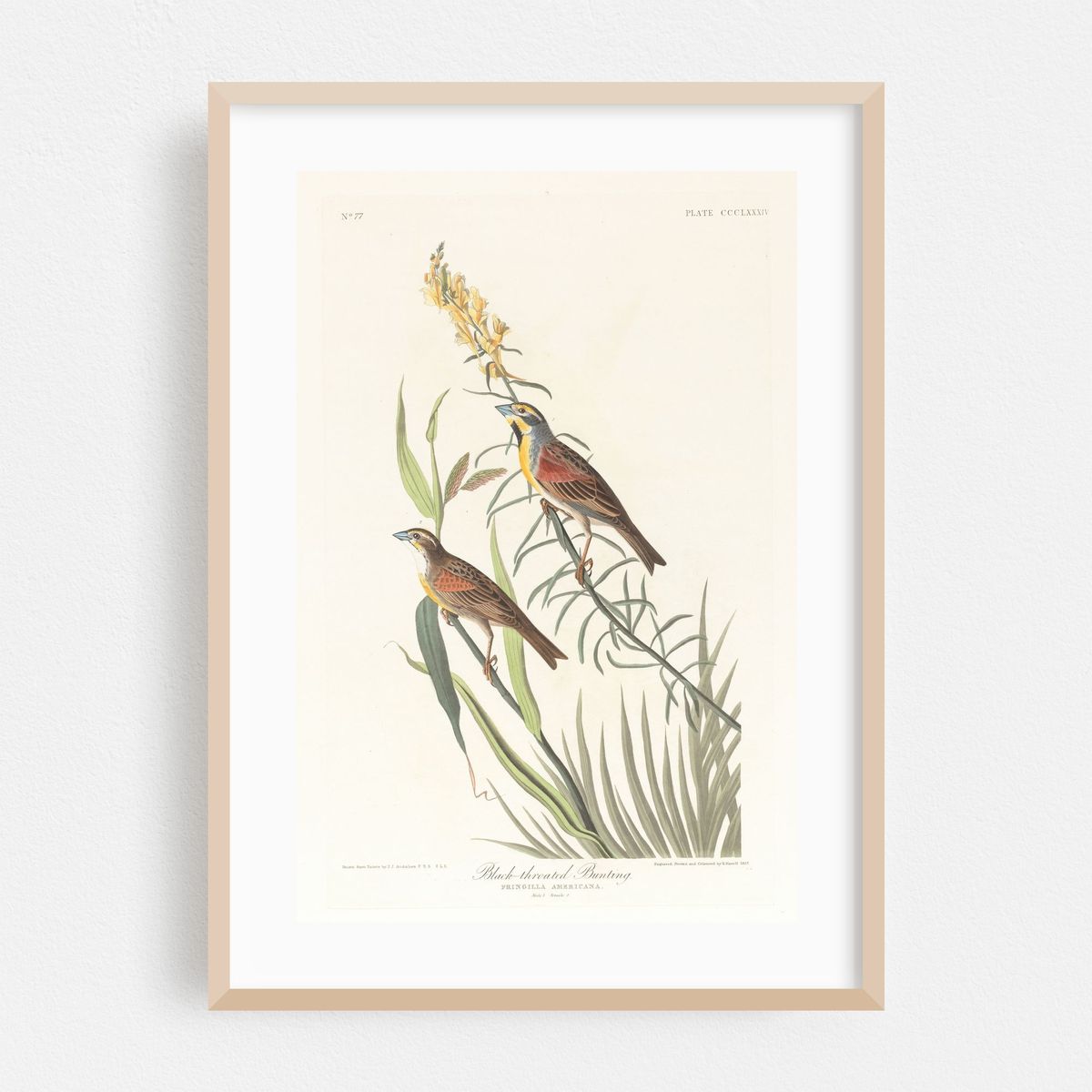 Black-throated bunting (1827–1838) – image 1 of 16