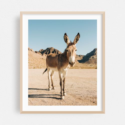 Wild Burros, Oatman 02