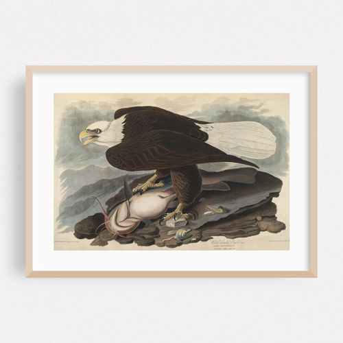 White-headed Eagle (1827-1838)