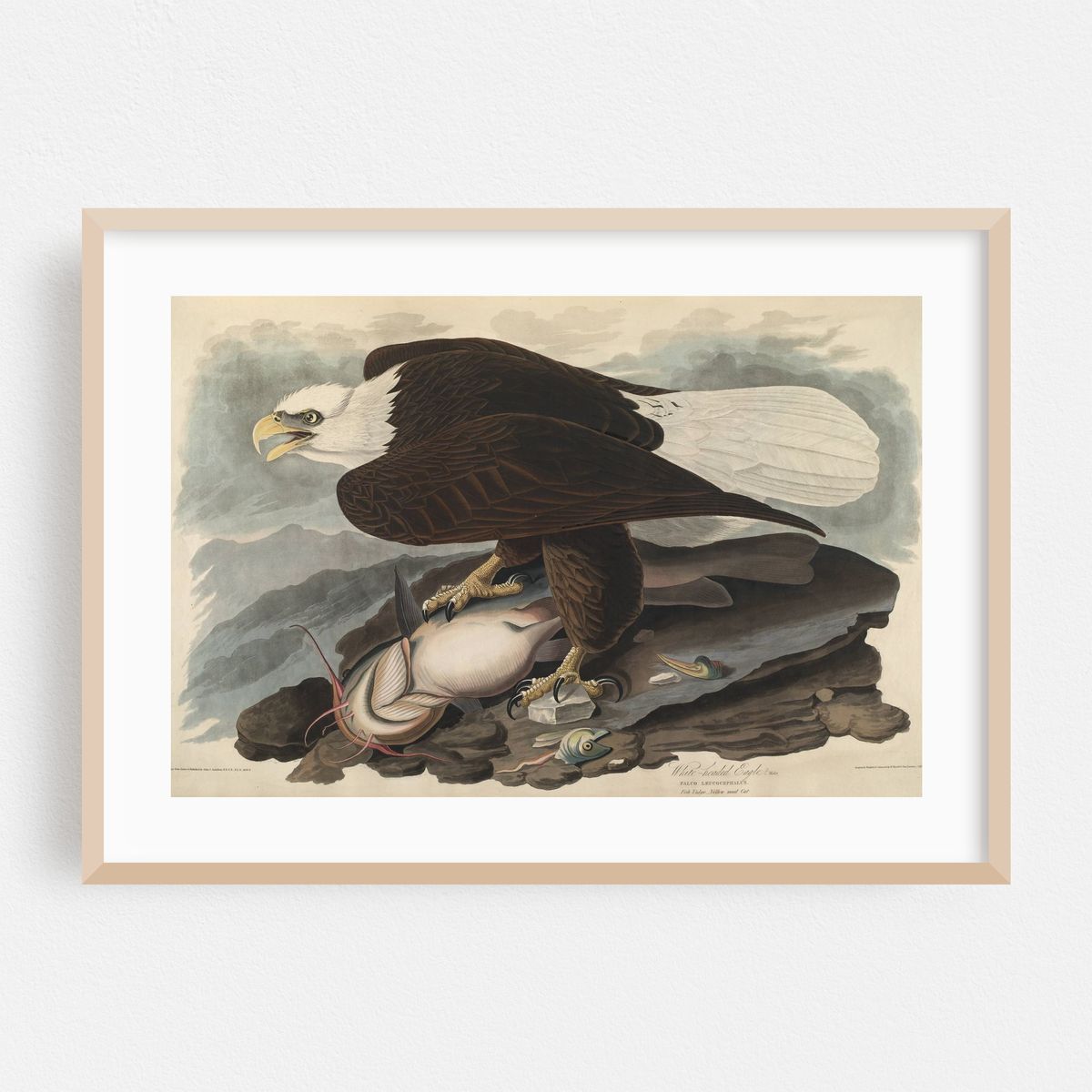 White-headed Eagle (1827-1838) – image 1 of 6