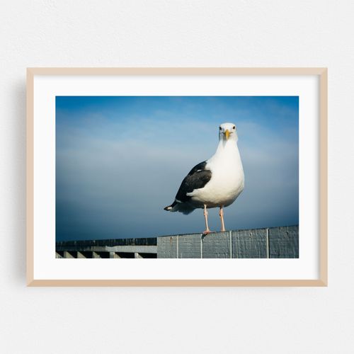 Seagull in Santa Cruz