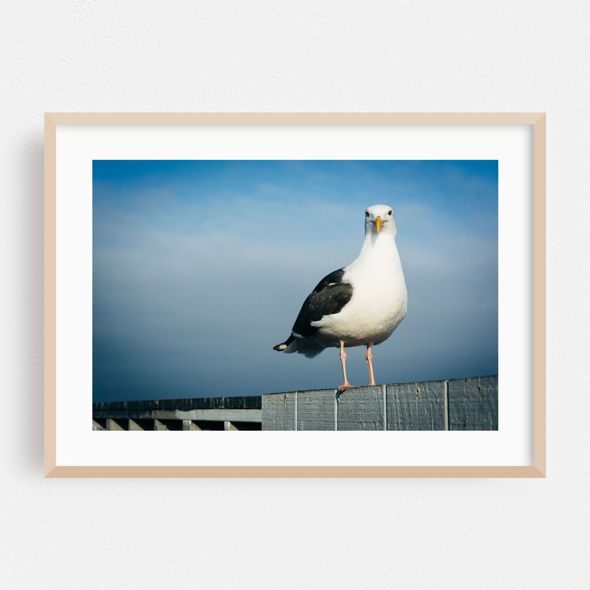 Seagull in Santa Cruz – image 1 of 6