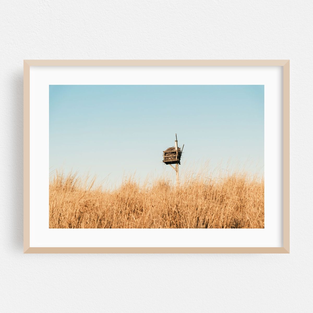 Nest at Sandy Hook – image 1 of 6