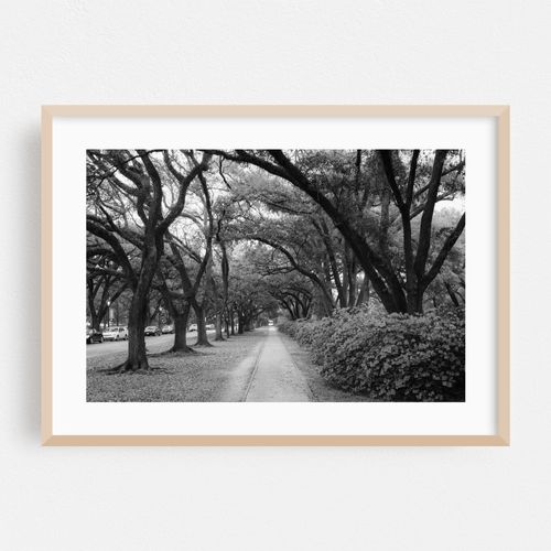 Azaleas, Rice University B&W