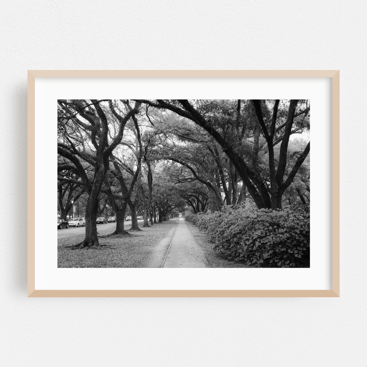 Azaleas, Rice University B&W – image 1 of 6