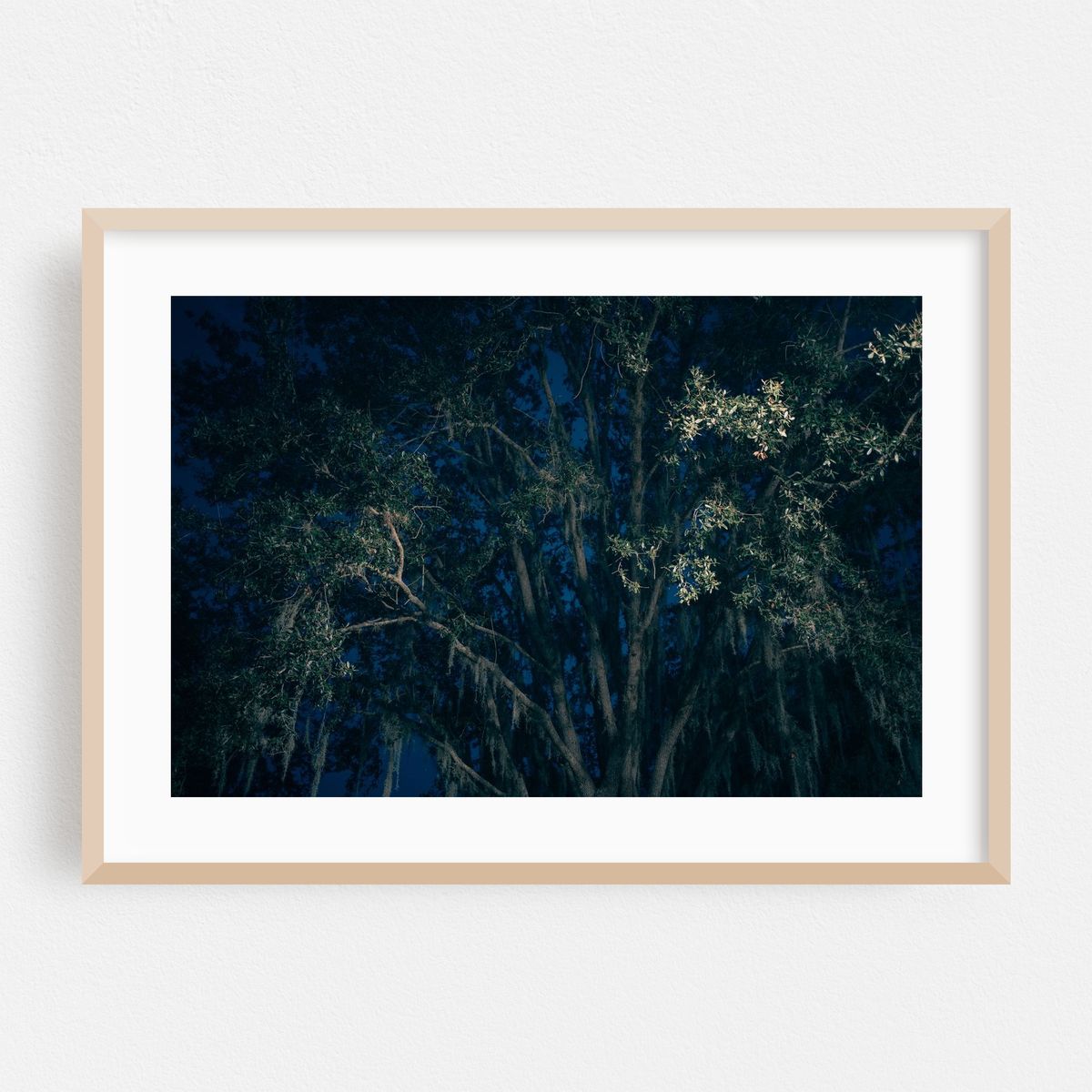 Mystic Oak – image 1 of 6
