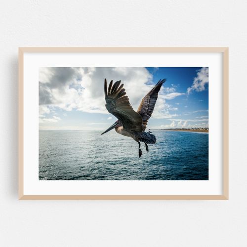 Pelican In Flight, Newport Beach