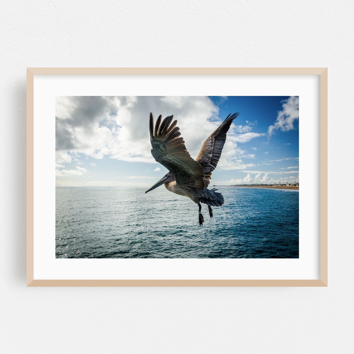 Pelican In Flight, Newport Beach – image 1 of 6
