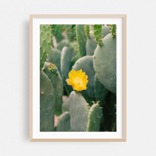 New Mexico Cactus II