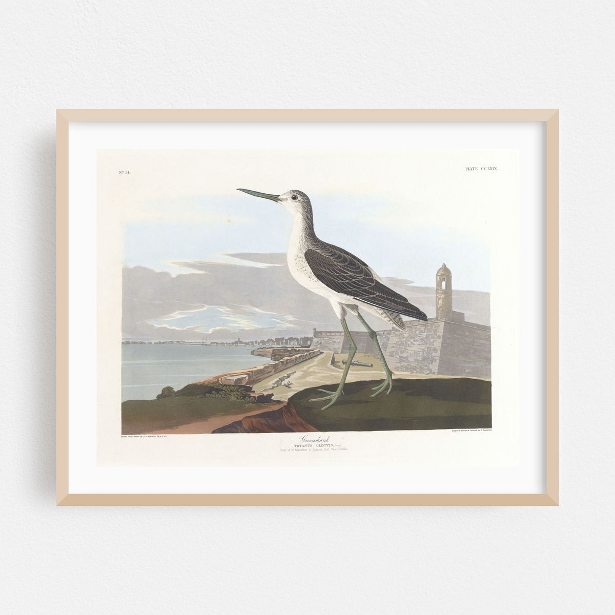 Greenshank (1827–1838) – image 1 of 3