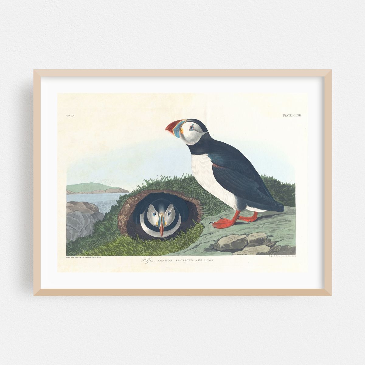 Puffin (1827–1838) – image 1 of 6