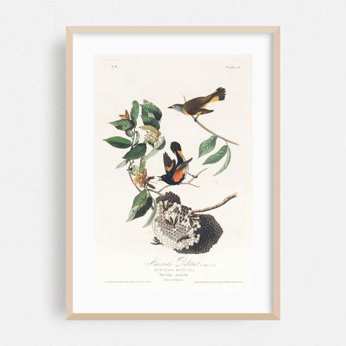 American redstart (1827–1838)