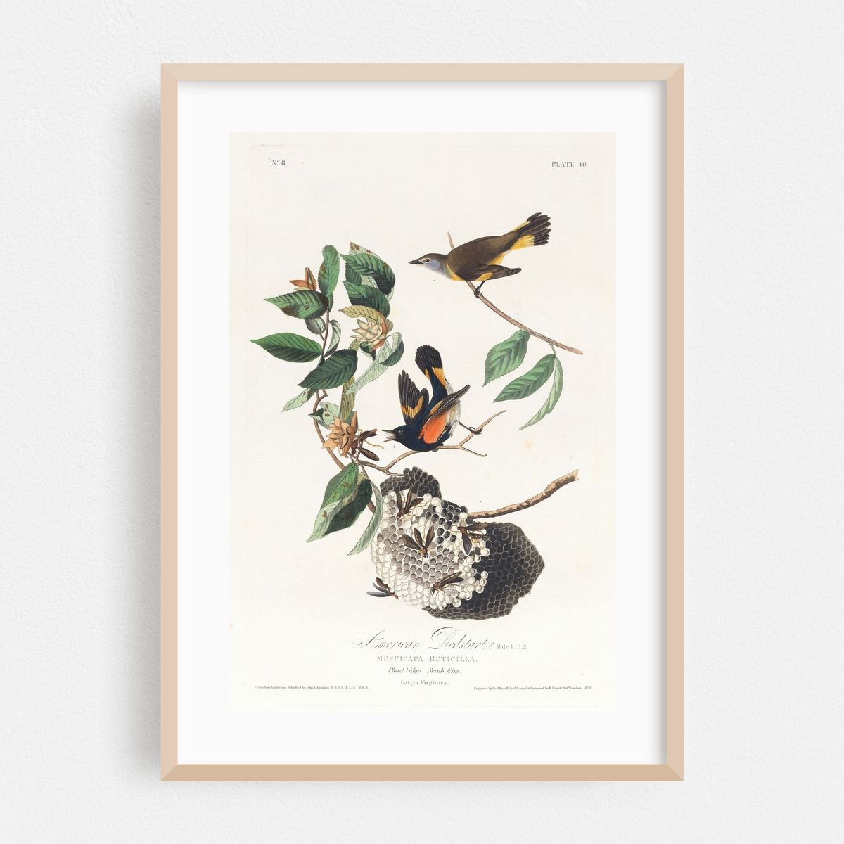 American redstart (1827–1838) – image 1 of 16