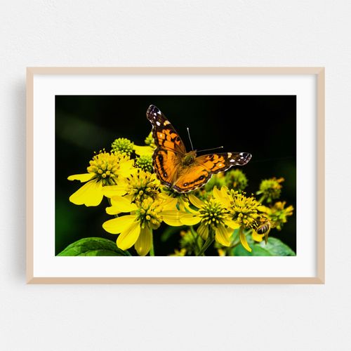 American Lady Butterfly