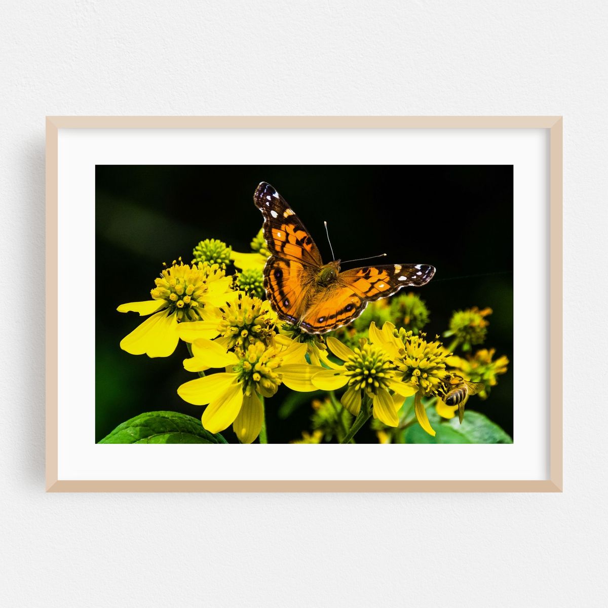 American Lady Butterfly – image 1 of 6