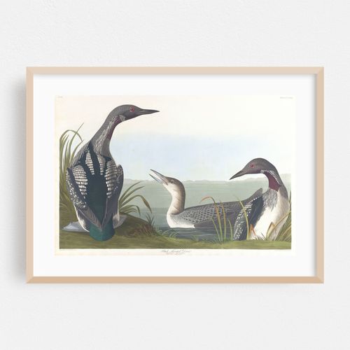 Black-throated diver (1827–1838)