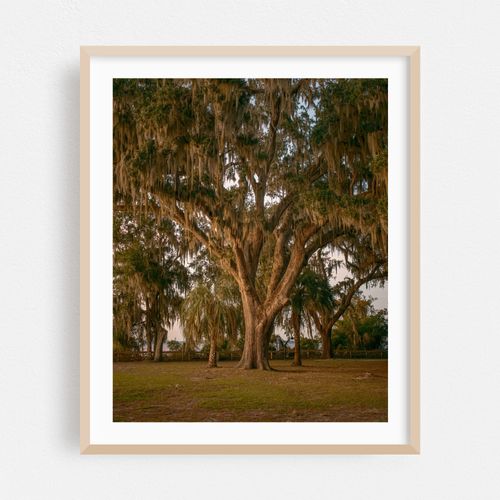 Oak Trees at Alpine Groves Park 01