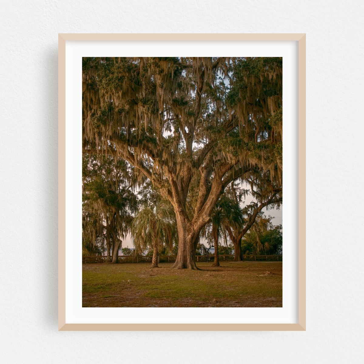 Oak Trees at Alpine Groves Park 01 – image 1 of 12