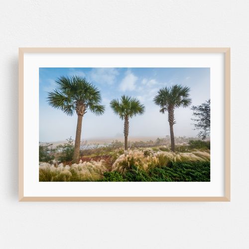 Cooper River Wetland, Charleston 01