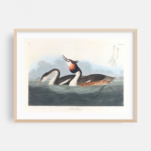 Crested grebe (1827–1838)