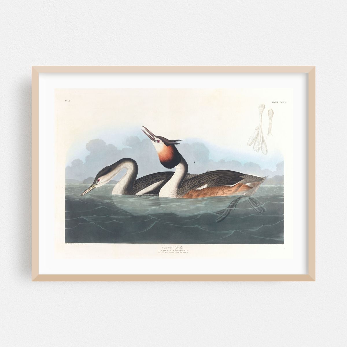 Crested grebe (1827–1838) – image 1 of 6
