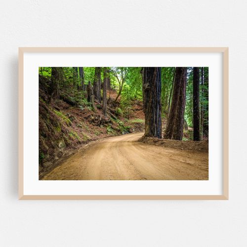 Forest in Big Sur