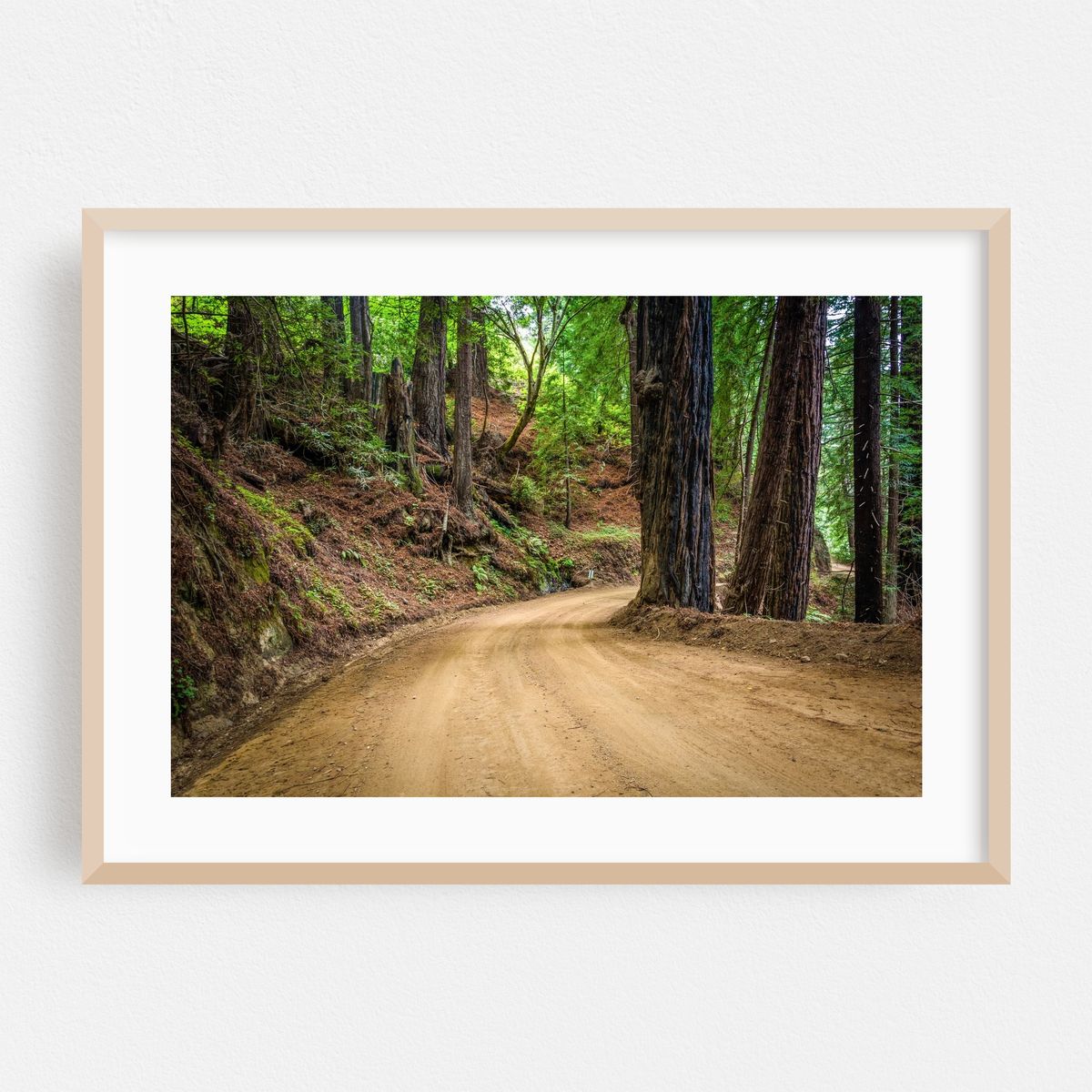 Forest in Big Sur – image 1 of 6
