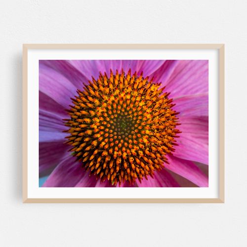 The Purple Coneflower