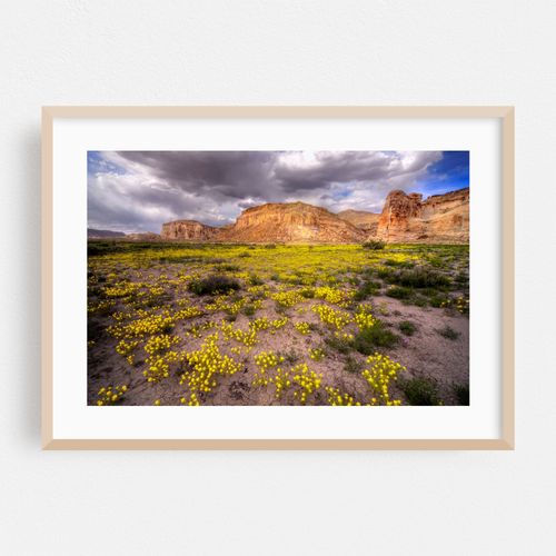 Wahweap Creek Blooms