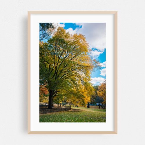 Central Park Autumn 04