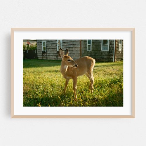 Deer in Ocean Beach