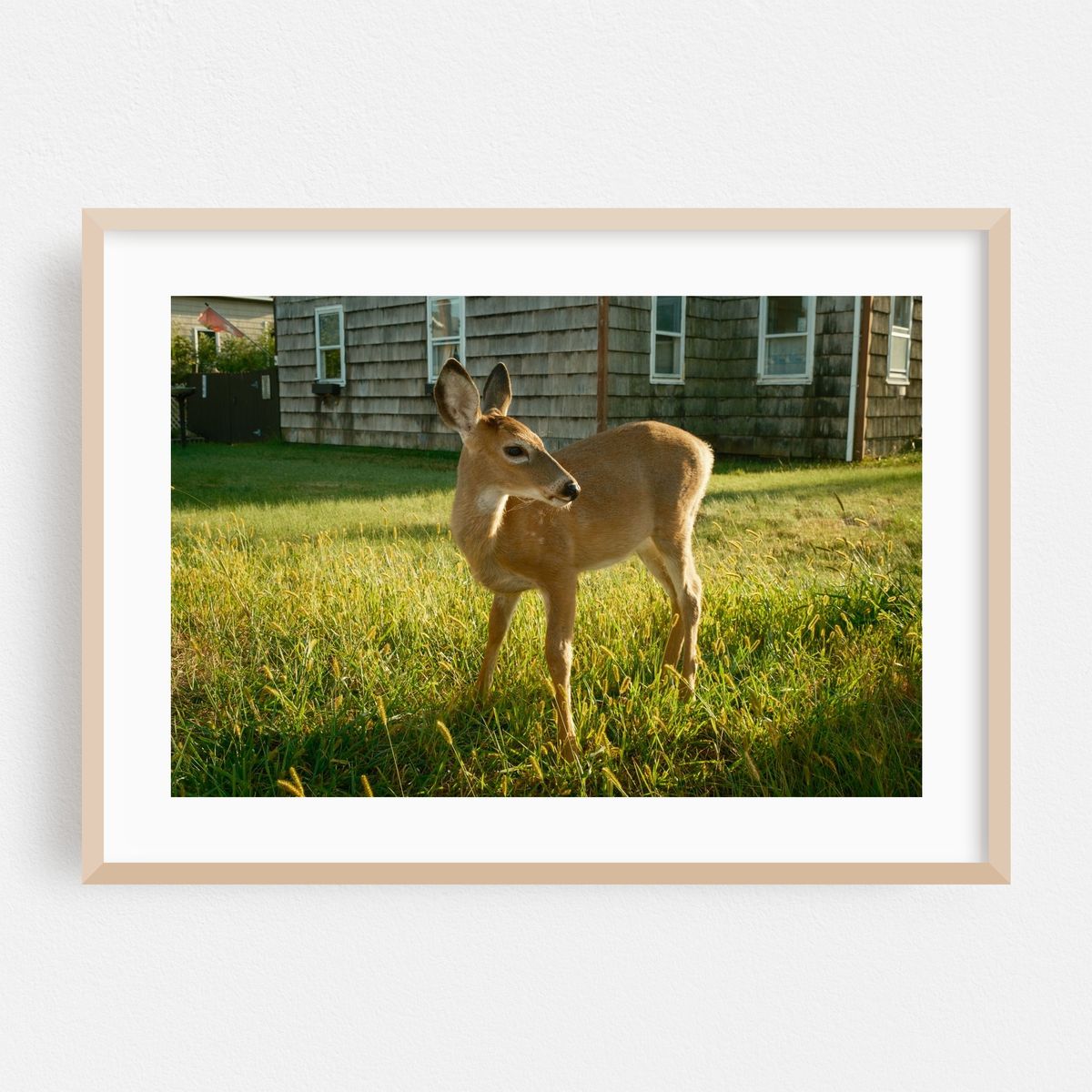 Deer in Ocean Beach – image 1 of 6