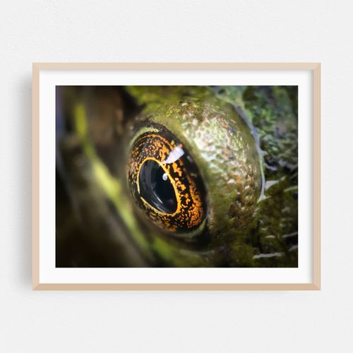 Frog's Eye