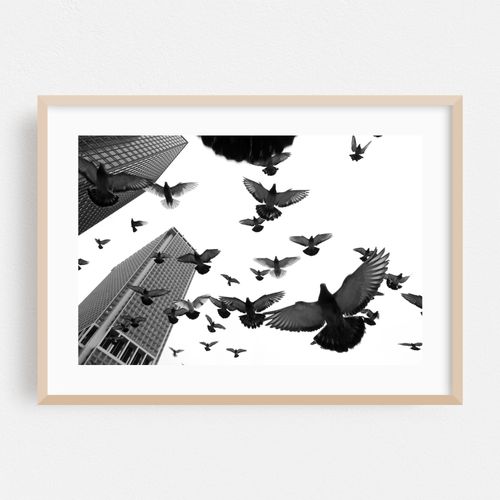 Flock of Pigeons in FiDi