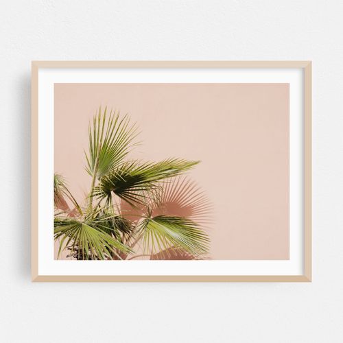 Palm plant in Morocco