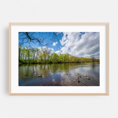 Duck Pond at Edgewood Park, New Haven 02