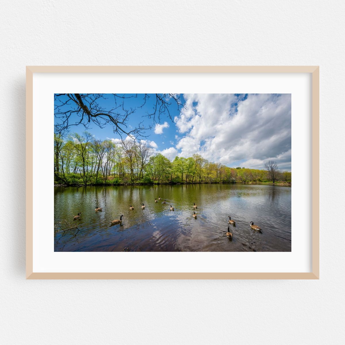 Duck Pond at Edgewood Park, New Haven 02 – image 1 of 6