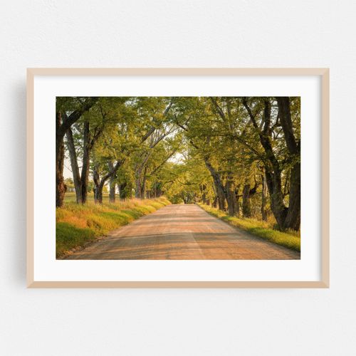 Darling Hill Tree Tunnel, Burke