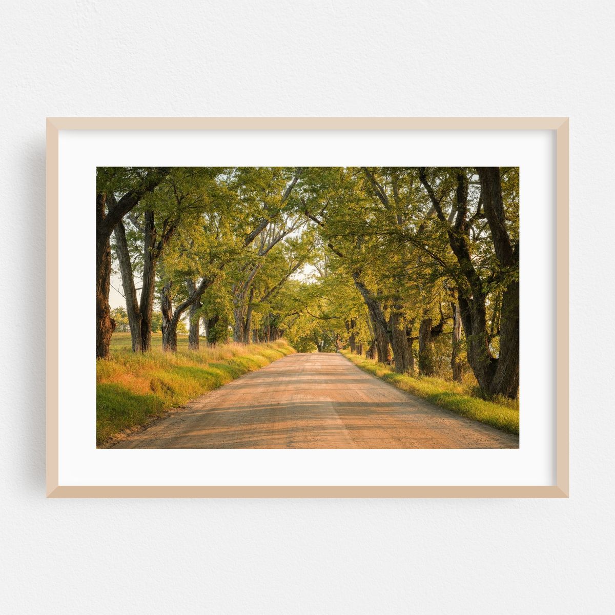 Darling Hill Tree Tunnel, Burke – image 1 of 9