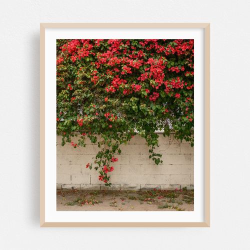 Bougainvillea in the Arts District 01