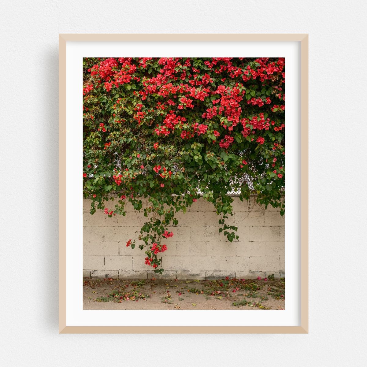 Bougainvillea in the Arts District 01 – image 1 of 12