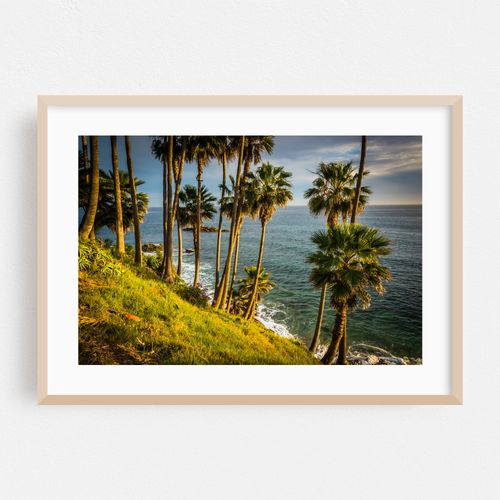 Palm Trees at Heisler Park