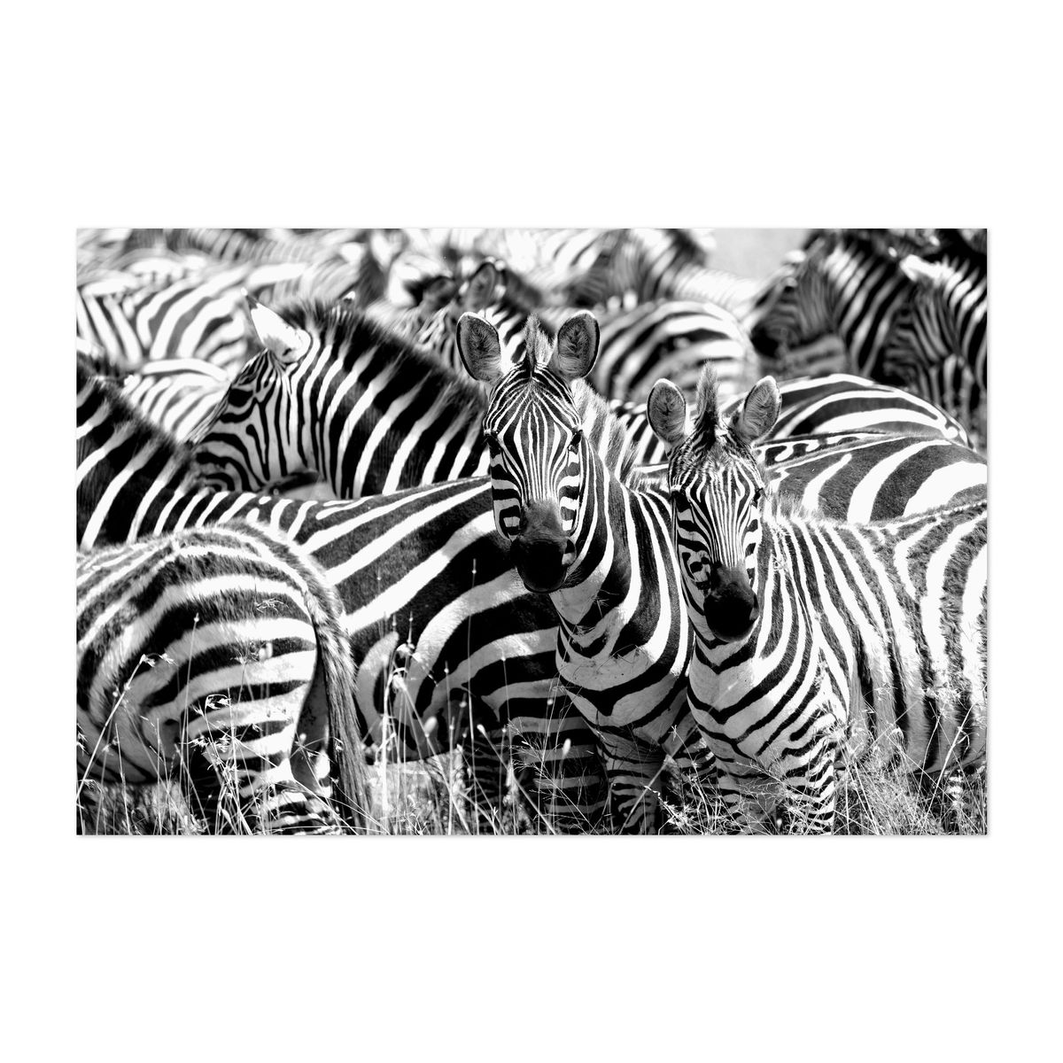 A Dazzle – image 1 of 2