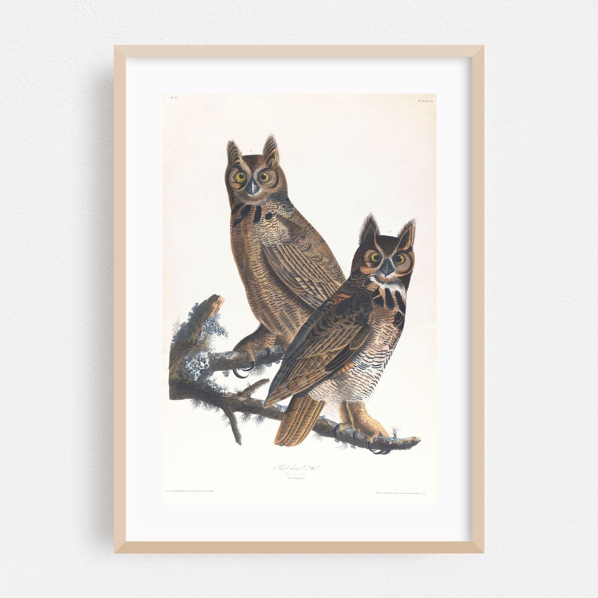 Great horned-owl (1827–1838) – image 1 of 16