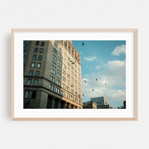 Birds, Soho 02