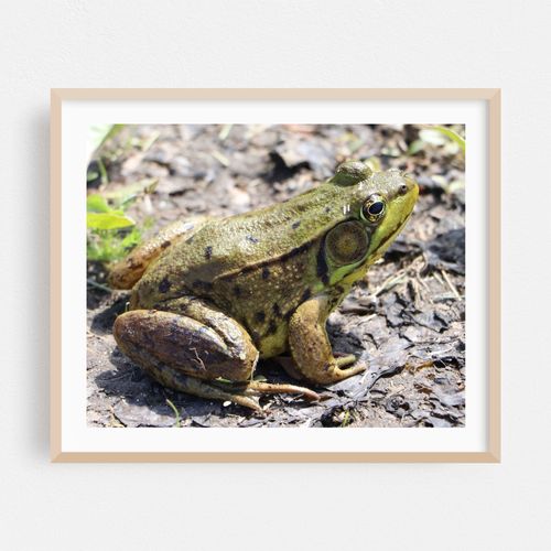 Green Frog