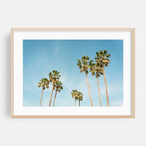 Palm Trees in Palm Springs 03